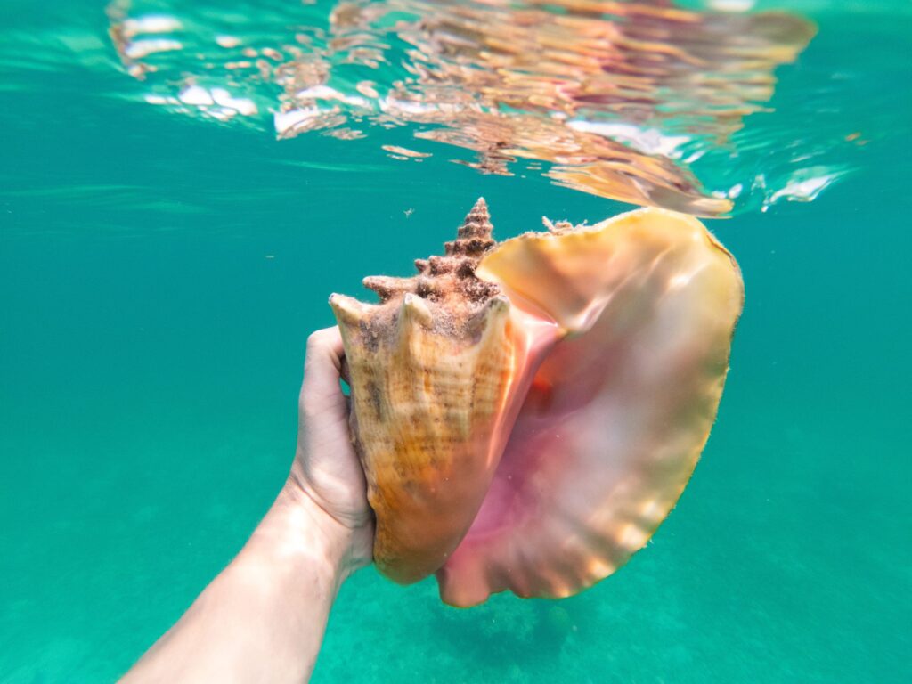 超特大 コンク貝、ピンク貝 (カリブ海産 特大サイズ 約28cm、2000g) 6 