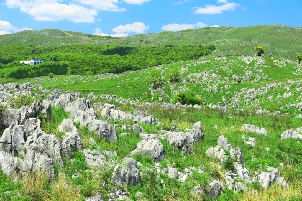 山口県 新緑の秋吉台（カルスト地形）